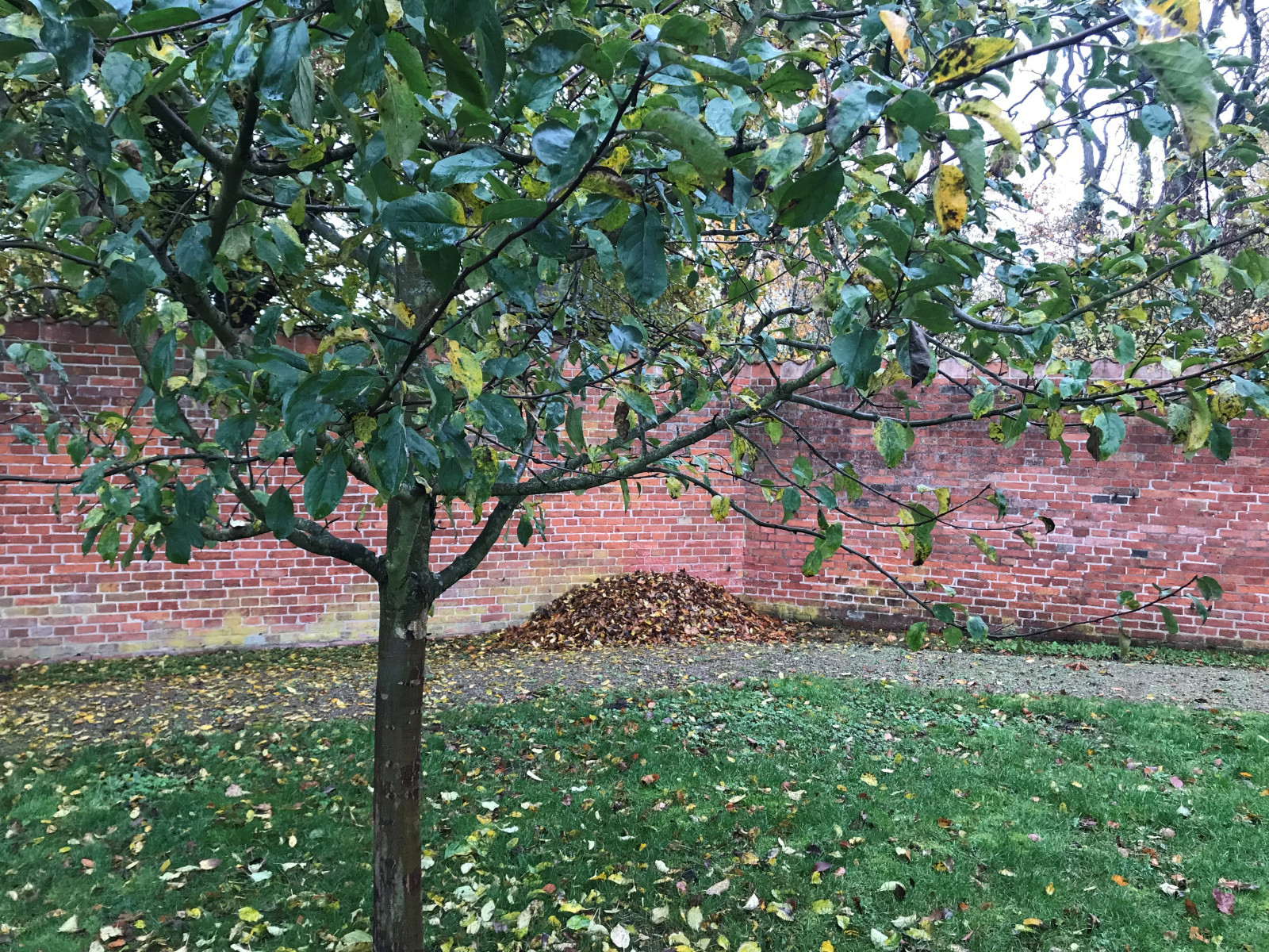 Laub1