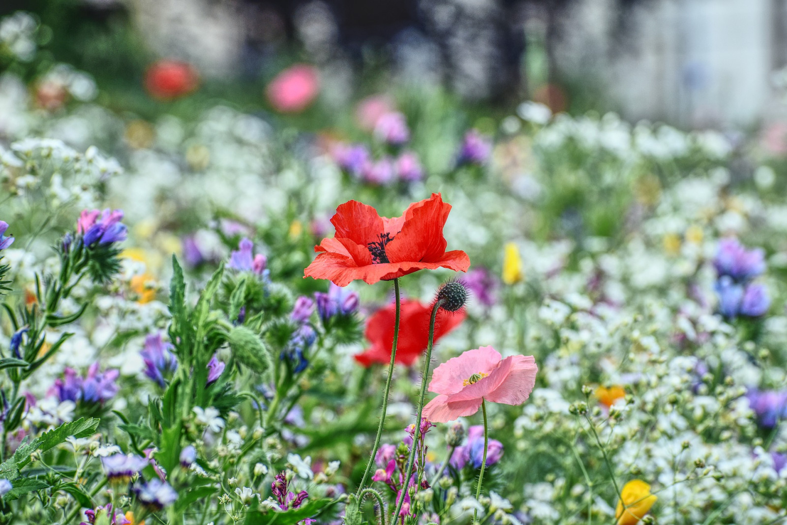 flower meadow gf3ac45ce3 1920 v2
